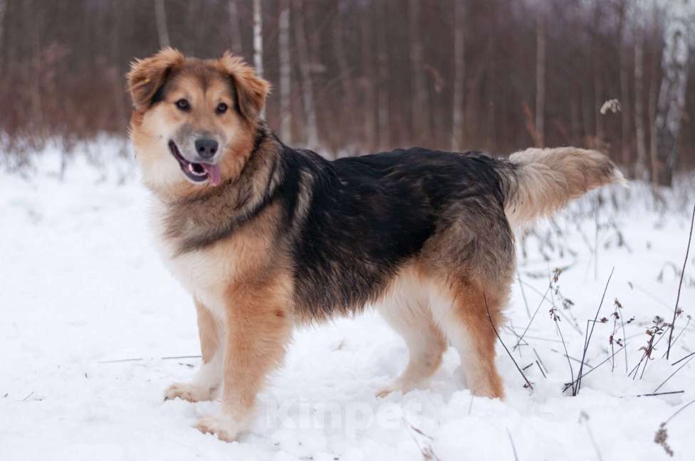 Собаки в Балашихе: Пушистая красотка Паппи в поиске дома Девочка, Бесплатно - фото 4