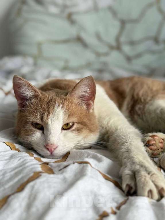 Кошки в Москве: Кот Пельмень ищет дом Мальчик, Бесплатно - фото 4