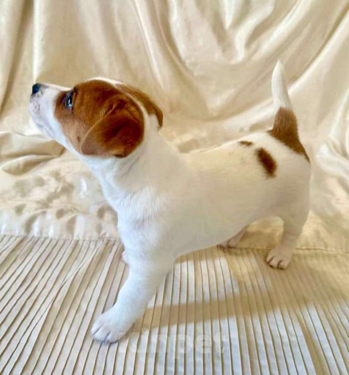 Собаки в Москве: Девочка Джек Рассел терьер Девочка, 50 000 руб. - фото 3