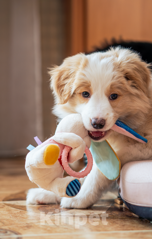 Собаки в Калининграде: Бордер-колли щенок Девочка, 90 000 руб. - фото 1