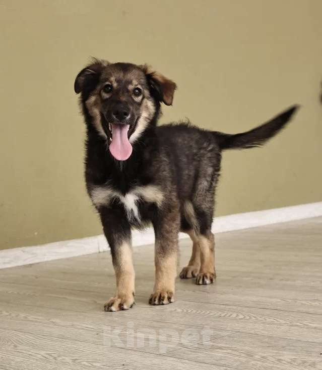 Собаки в Москве: Лапочка-девочка Аришка Девочка, Бесплатно - фото 3