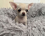 Собаки в Всеволожске: Короткошерстный щенок Девочка, 35 000 руб. - фото 2