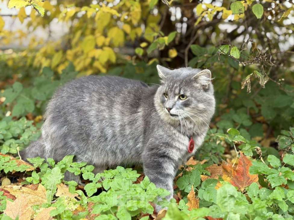 Кошки в Санкт-Петербурге: Молодой котик в добрые руки Мальчик, Бесплатно - фото 2