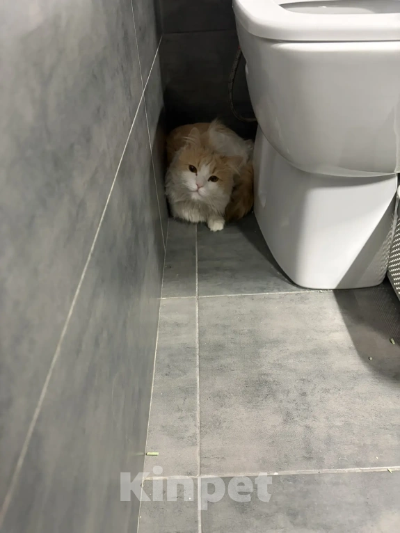 Кошки в Москве: Найден кот Мальчик, 1 руб. - фото 1