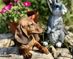 Собаки в Москве: Шикарная Тигровая кроличья девочка кролик  Девочка, 90 000 руб. - фото 2