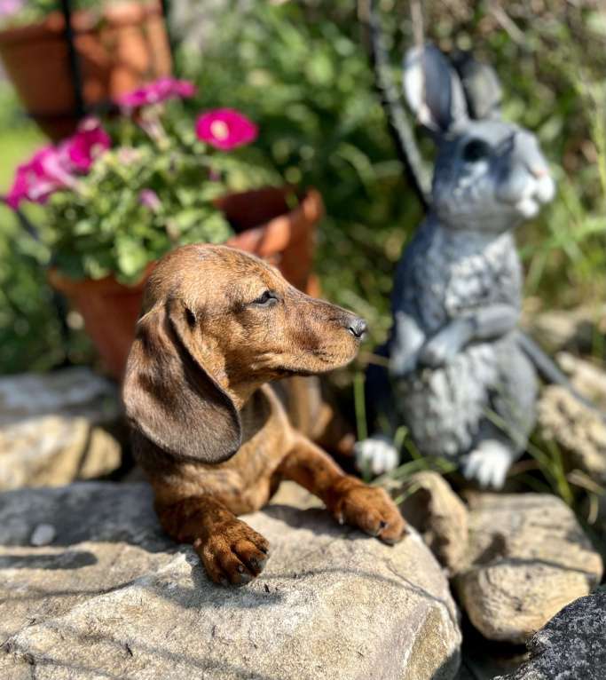 Собаки в Москве: Шикарная Тигровая кроличья девочка кролик  Девочка, 90 000 руб. - фото 2