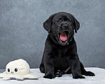 Собаки в Санкт-Петербурге: Щенок лабрадора Мальчик  Мальчик, 60 000 руб. - фото 5