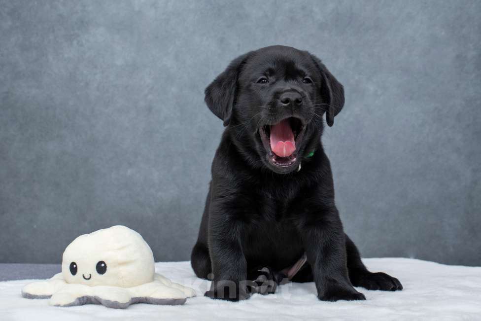 Собаки в Санкт-Петербурге: Щенок лабрадора Мальчик  Мальчик, 60 000 руб. - фото 5