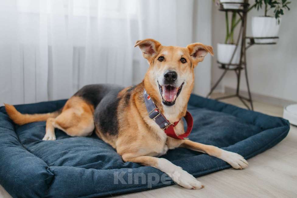 Собаки в Москве: Аристократичный пес ищет семью Мальчик, Бесплатно - фото 6