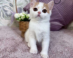 Кошки в Москве: Шотландский короткошерстный котенок  Мальчик, 40 000 руб. - фото 1