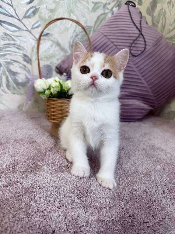 Кошки в Москве: Шотландский короткошерстный котенок  Мальчик, 40 000 руб. - фото 1