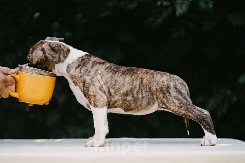 Собаки в Оренбурге: Щенки Амстаффа РКФ Девочка, 80 000 руб. - фото 4