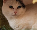 Кошки в Санкт-Петербурге: Кошки из приюта: нежная Мила Девочка, Бесплатно - фото 3