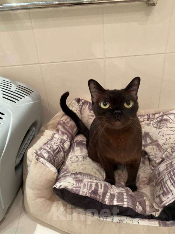 Кошки в Самаре: Ищем семью для кошек выведенных из разведения Девочка, Бесплатно - фото 1