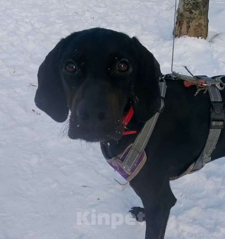 Собаки в Москве: Пойнтер Адель в дар Девочка, Бесплатно - фото 1