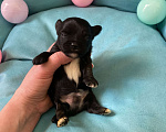 Собаки в Москве: Чёрный йорк мальчик под резерв Мальчик, 80 000 руб. - фото 4