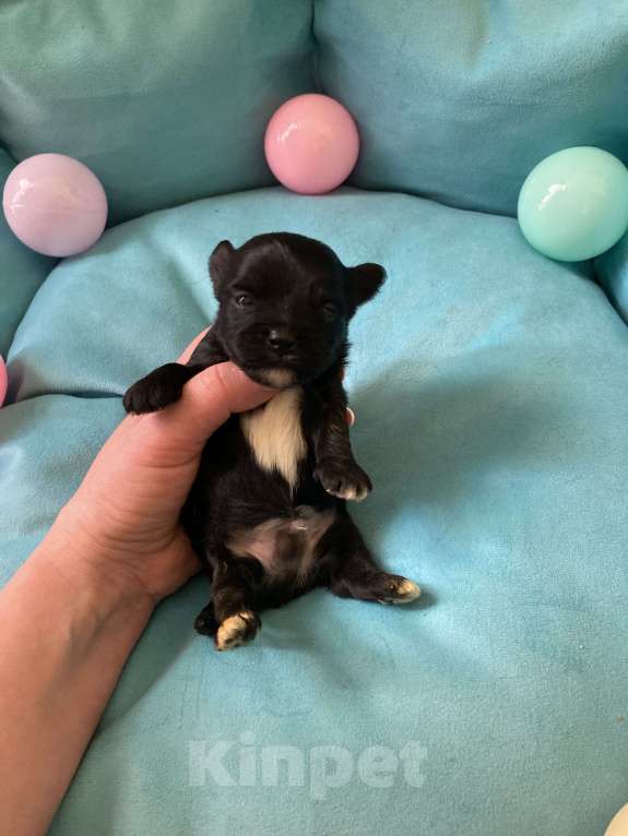 Собаки в Москве: Чёрный йорк мальчик под резерв Мальчик, 80 000 руб. - фото 4