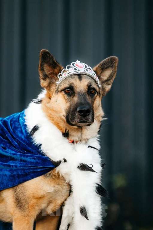 Собаки в Москве: Заметьте Тиночку! Девочка, 1 руб. - фото 7