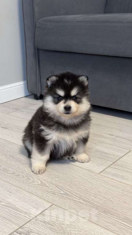 Собаки в Санкт-Петербурге: Девочка помски Девочка, 60 000 руб. - фото 5