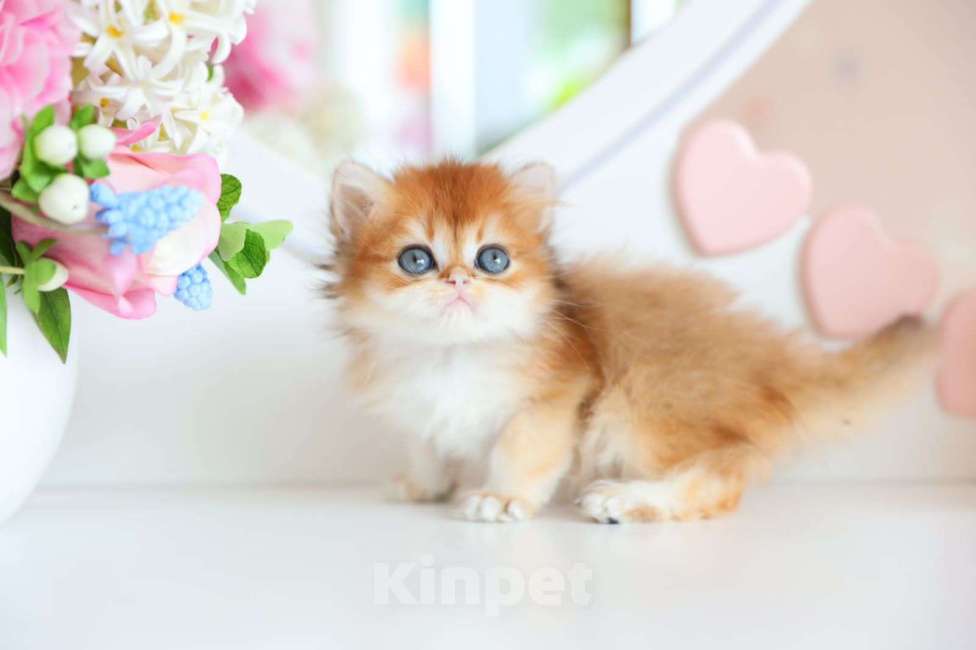 Кошки в Новосибирске: Picanto ny12  Мальчик, 100 000 руб. - фото 4