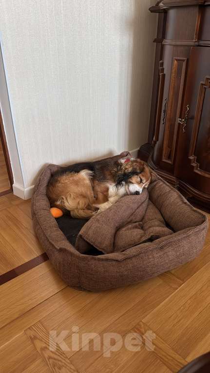 Собаки в Москве: Мальчик для вязки  Мальчик, Бесплатно - фото 6