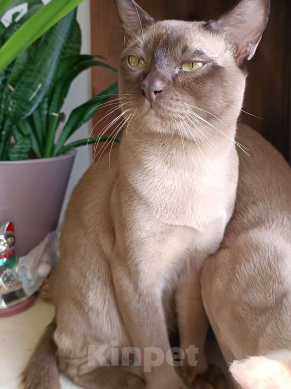 Кошки в Ростове-на-Дону: Котик европейской Бурмы в Брид  Мальчик, Бесплатно - фото 3