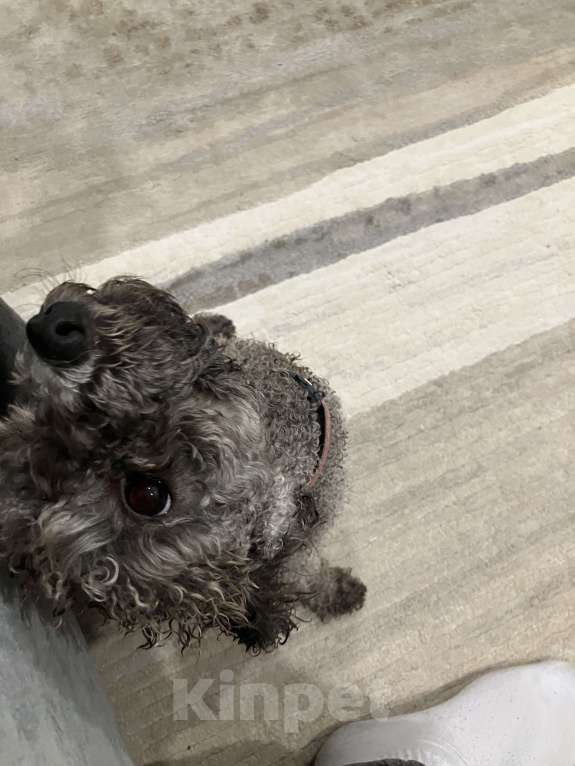 Собаки в Казани: Взрослый пудель, травм не было. Продать нужно очень срочно  Девочка, 10 000 руб. - фото 1