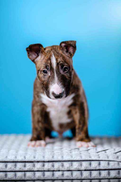 Собаки в Москве: Миниатюрный бультерьер Мальчик, 100 000 руб. - фото 1