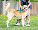 Собаки в Москве: Ваш самый лучший друг, роскошный пес Платон в добрые руки Мальчик, 10 руб. - фото 3