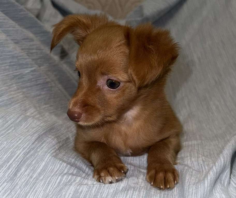 Собаки в Москве: Пражский крысарик, щенки  Мальчик, Бесплатно - фото 4