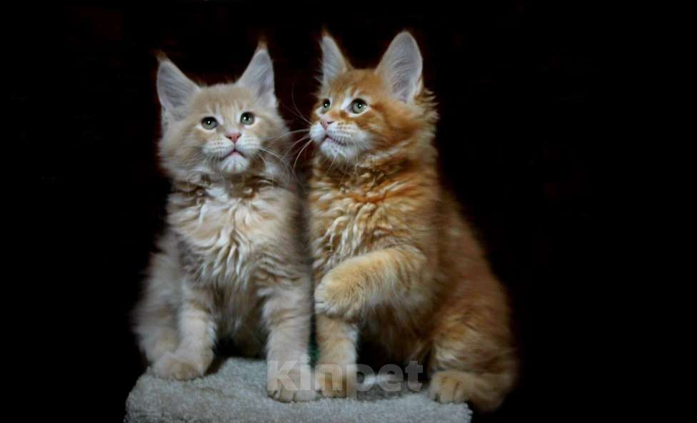 Кошки в Иваново: Котёнок мейн кун . Мальчик, 50 000 руб. - фото 6