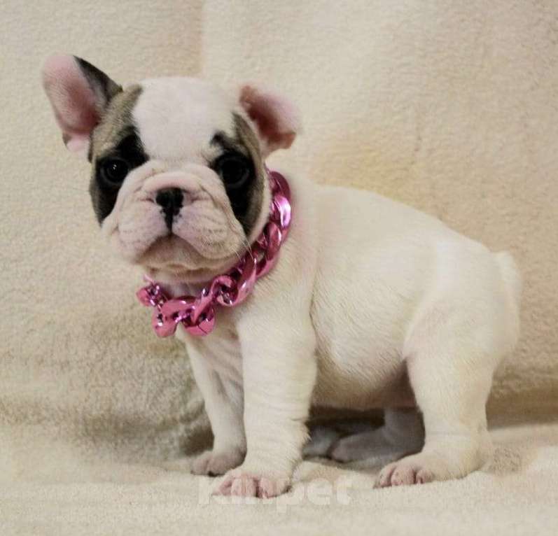 Собаки в Москве: Французский бульдог,щенок Девочка, 130 000 руб. - фото 2