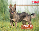 Собаки в других городах Московской области: Манечка: история несгибаемой веры в добро 💖 Девочка, Бесплатно - фото 1