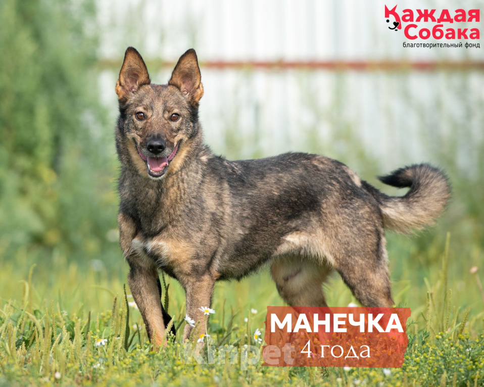 Собаки в других городах Московской области: Манечка: история несгибаемой веры в добро 💖 Девочка, Бесплатно - фото 1