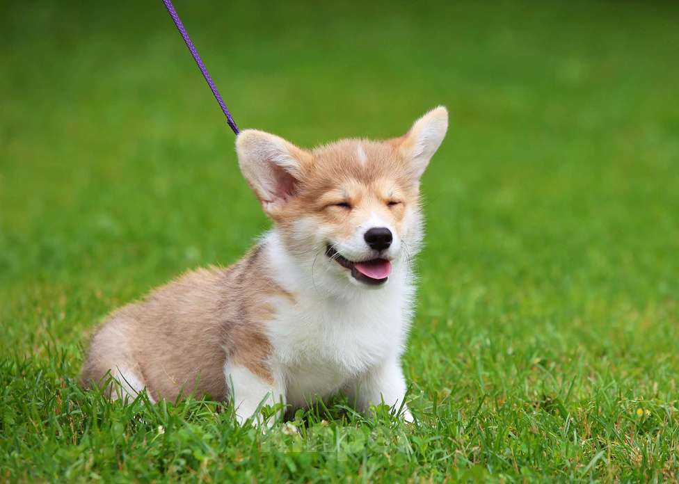 Собаки в Москве: Вельш корги пемброк мальчик Мальчик, 45 000 руб. - фото 4