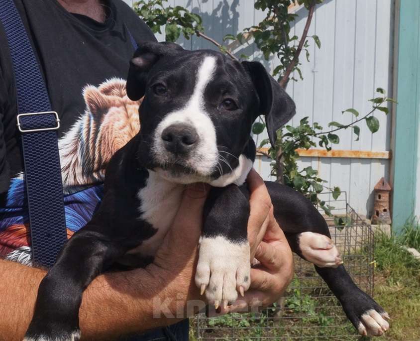 Собаки в Пушкино: Брутальные подрощенные стаффордята Мальчик, 50 000 руб. - фото 4
