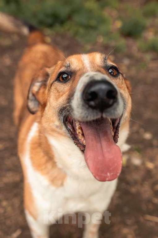 Собаки в Москве: Веснушчатый пёс Лео ищет дом Мальчик, 1 руб. - фото 5