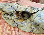 Кошки в других городах Свердловской области: Котята мальчики Мальчик, Бесплатно - фото 7