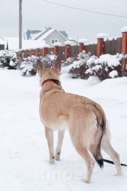Собаки в Ногинске: Криста- небольшая собачка в поисках семьи Девочка, Бесплатно - фото 3