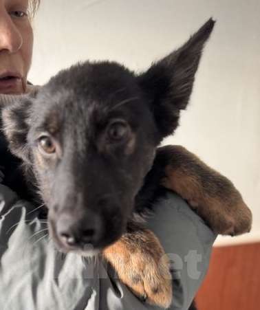 Собаки в Москве: Щенки в поиске дома! Срочно Мальчик, Бесплатно - фото 8