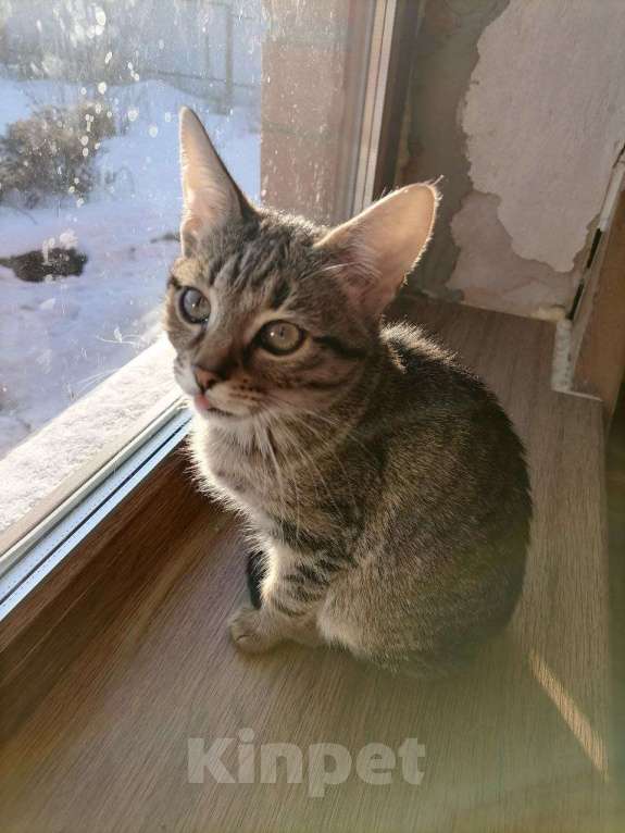 Кошки в Воронеже: котята в добрые руки Девочка, Бесплатно - фото 4