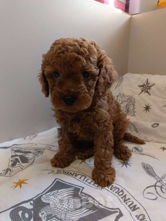 Собаки в Балашихе: Той-пудель мальчик Тедди (со всеми документами) Мальчик, 80 000 руб. - фото 5