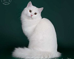 Кошки в Волхове: Молоденькая кошечка, клубная. Кому-то достанется такая снегурочка ) Девочка, Бесплатно - фото 6