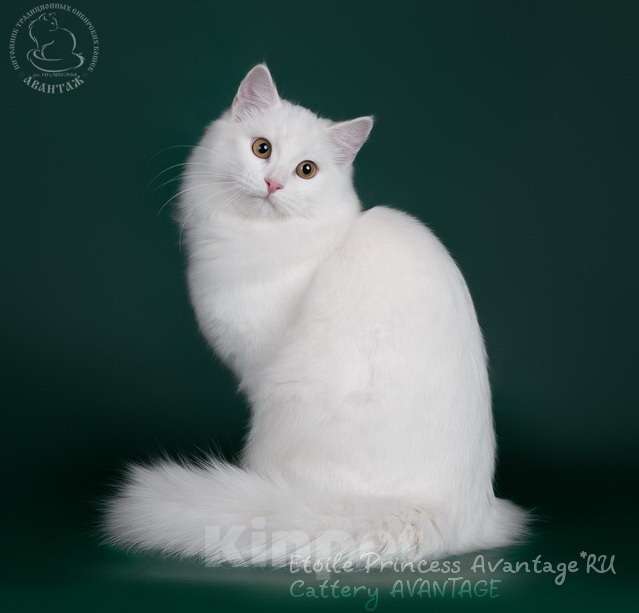 Кошки в Волхове: Молоденькая кошечка, клубная. Кому-то достанется такая снегурочка ) Девочка, Бесплатно - фото 6