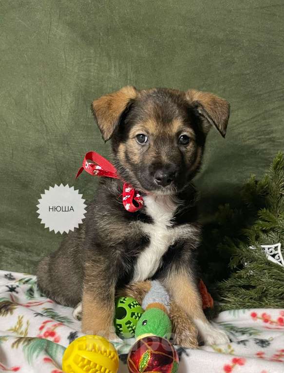 Собаки в Новосибирске: Щенок в добрые руки  Девочка, 1 руб. - фото 3