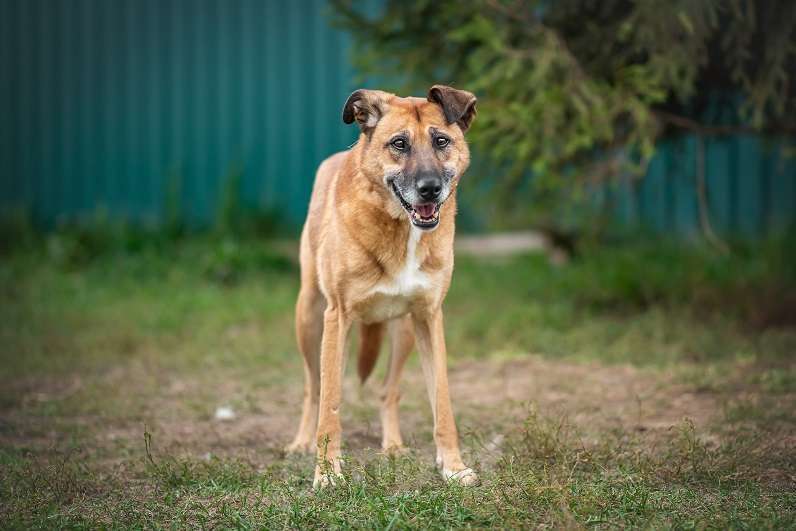 Собаки в Москве: Бонус Мальчик, Бесплатно - фото 5