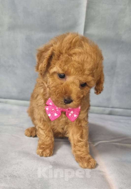 Собаки в Сергиеве Посаде: Девочка той пудель РКФ Девочка, 100 000 руб. - фото 2