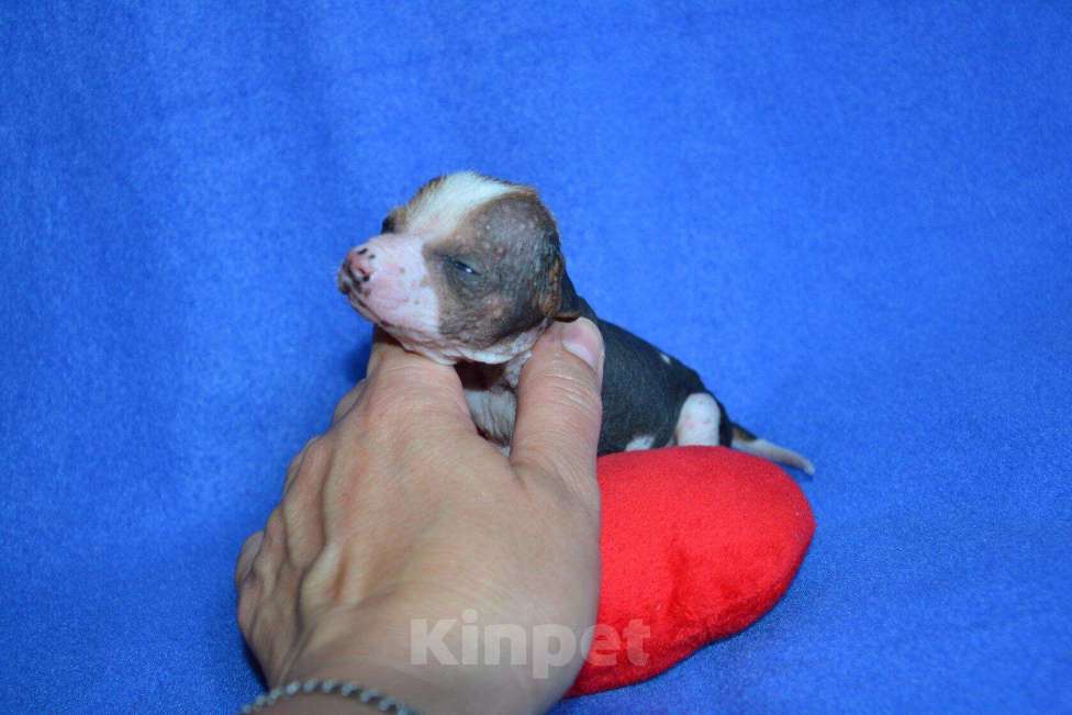 Собаки в Москве: Щенки ксоло мини  Мальчик, 25 000 руб. - фото 2