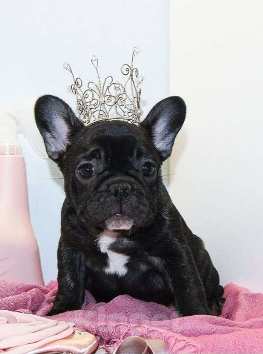 Собаки в Щелково: Французская принцесса Девочка, 80 000 руб. - фото 1