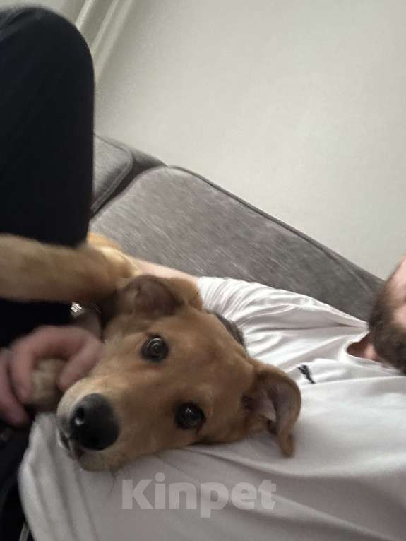 Собаки в Новосибирске: Белла, 1 год Девочка, Бесплатно - фото 2